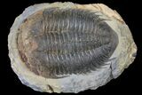 Homalonotid (Iberocoryphe?) Trilobite - Very Rare! #125123-1